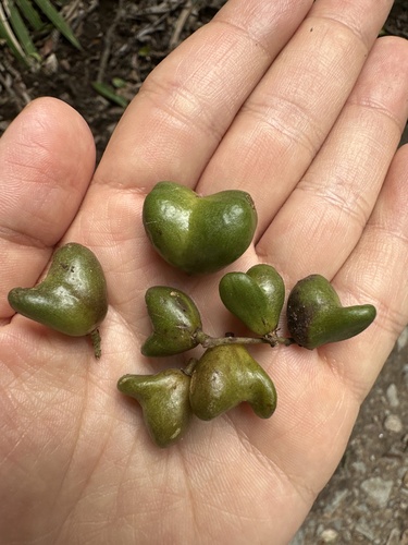 Bhesa paniculata