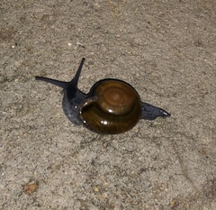 Macrochlamys superlita