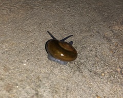 Macrochlamys superlita