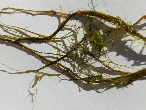 Vaucheria dichotoma observed 2024-05-01