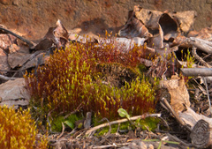 Ceratodon
