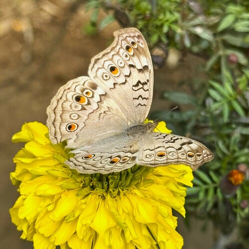 Grey Pansy
