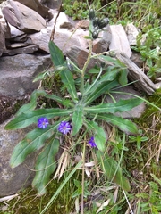 Gentiana arisanensis
