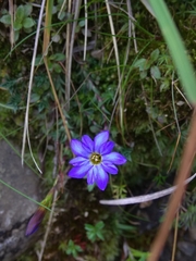 Gentiana arisanensis