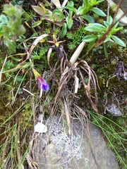 Gentiana arisanensis