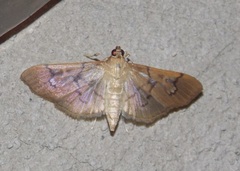 Microthyris anormalis