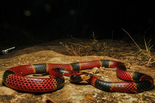 Variable Coralsnake