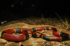 Diastema Coral Snake photo 3