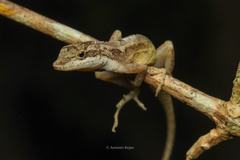 Middle American Smooth Anole photo 2