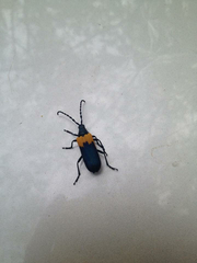 Desmocerus palliatus