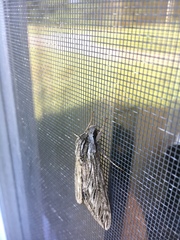 Sphinx canadensis
