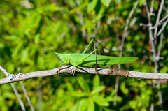 Neoconocephalus ensiger