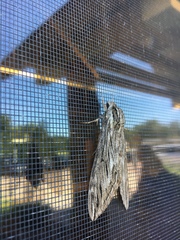 Sphinx canadensis