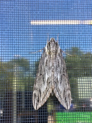 Sphinx canadensis