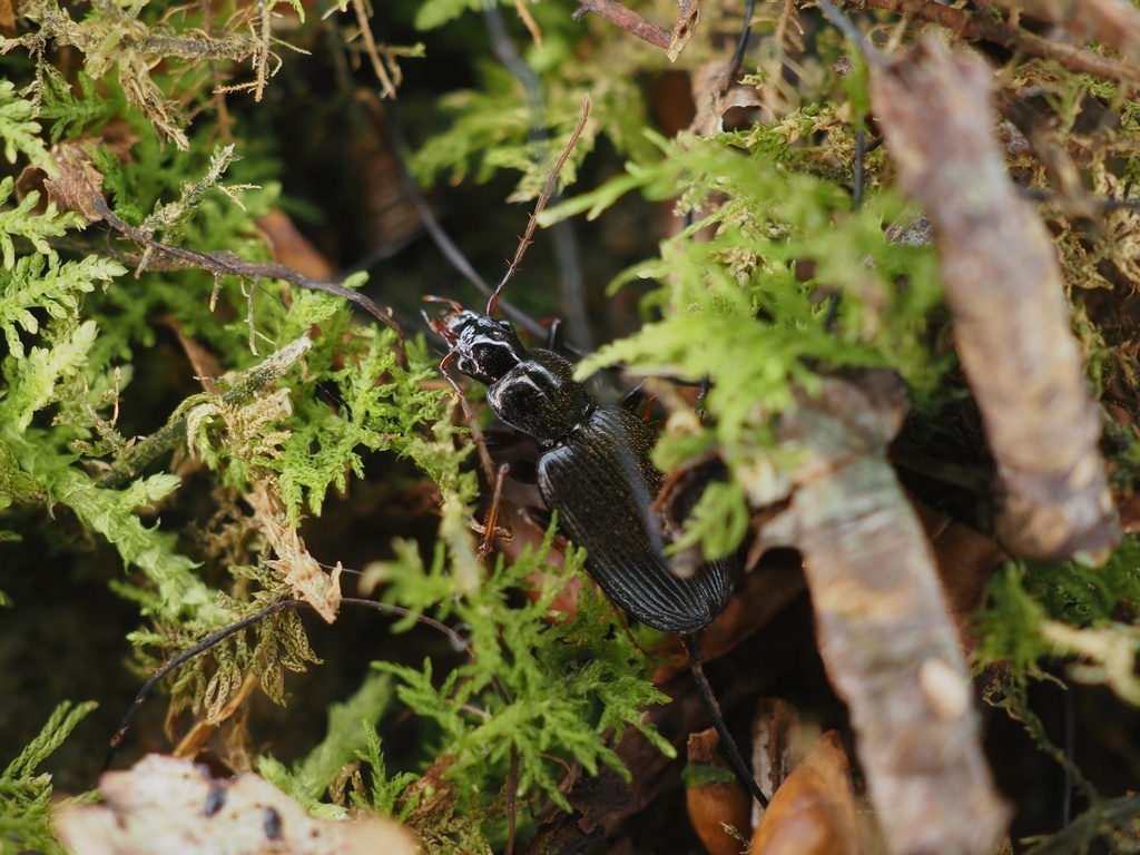 Rupa uncinata