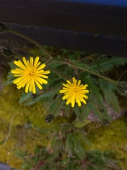 Picris hieracioides morrisonensis