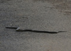 Erythrolamprus cobella