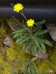 Picris hieracioides morrisonensis
