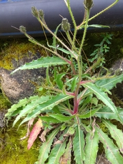 Picris hieracioides morrisonensis