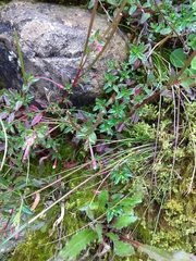 Epilobium hohuanense