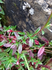 Epilobium hohuanense