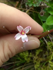 Epilobium hohuanense