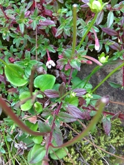 Epilobium hohuanense