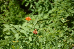Lilium pardalinum shastense