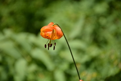Lilium pardalinum shastense