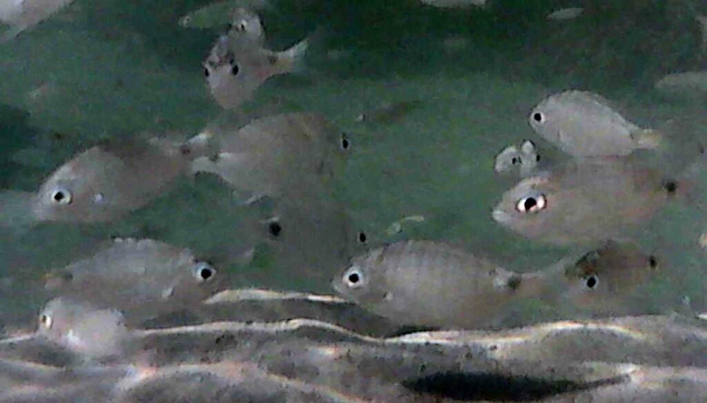 Cape White Seabream (Diplodus capensis)