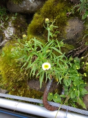 Erigeron morrisonensis