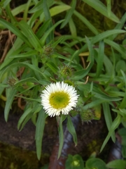 Erigeron morrisonensis
