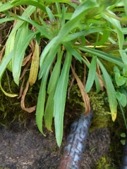 Erigeron morrisonensis