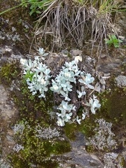 Anaphalis nepalensis