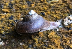 Cyclophorus punctatus