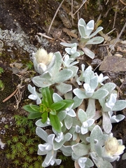 Anaphalis nepalensis