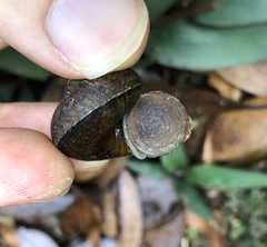 Cyclophorus punctatus
