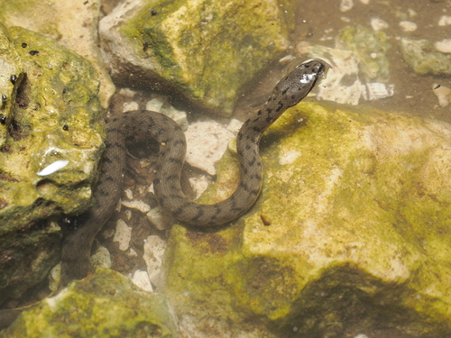 Cerberus schneiderii