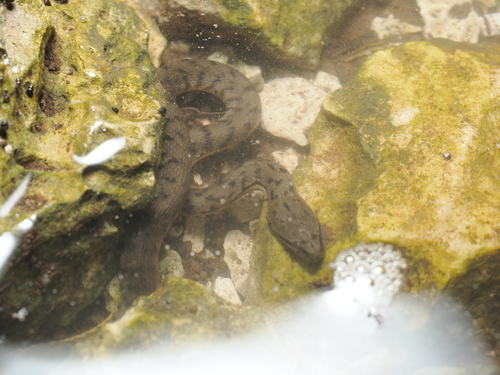 Cerberus schneiderii