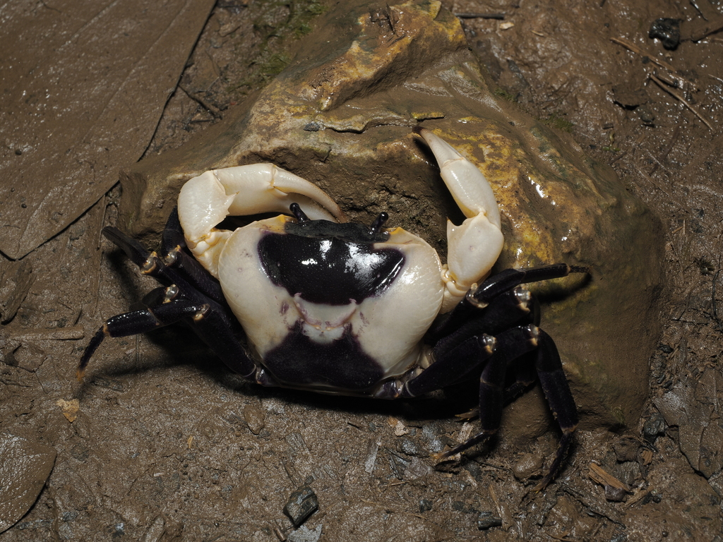 Parathelphusa pareparensis