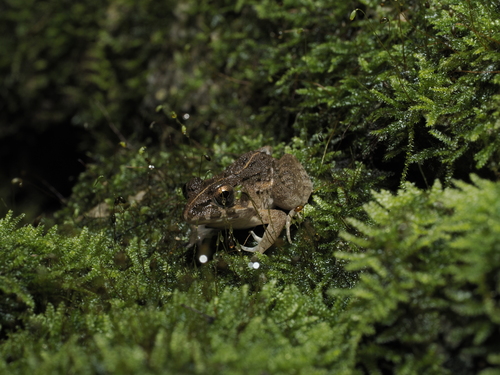 Fejervarya limnocharis