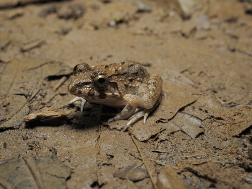 Fejervarya cancrivora