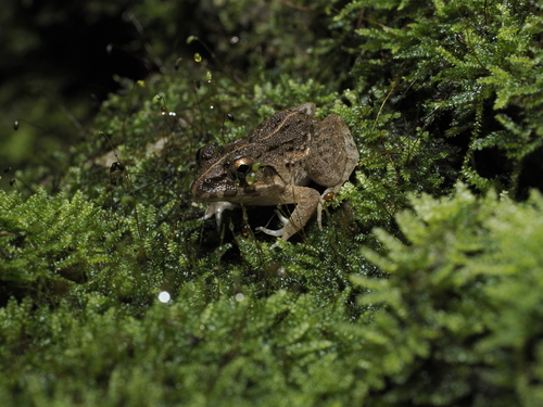 Fejervarya limnocharis