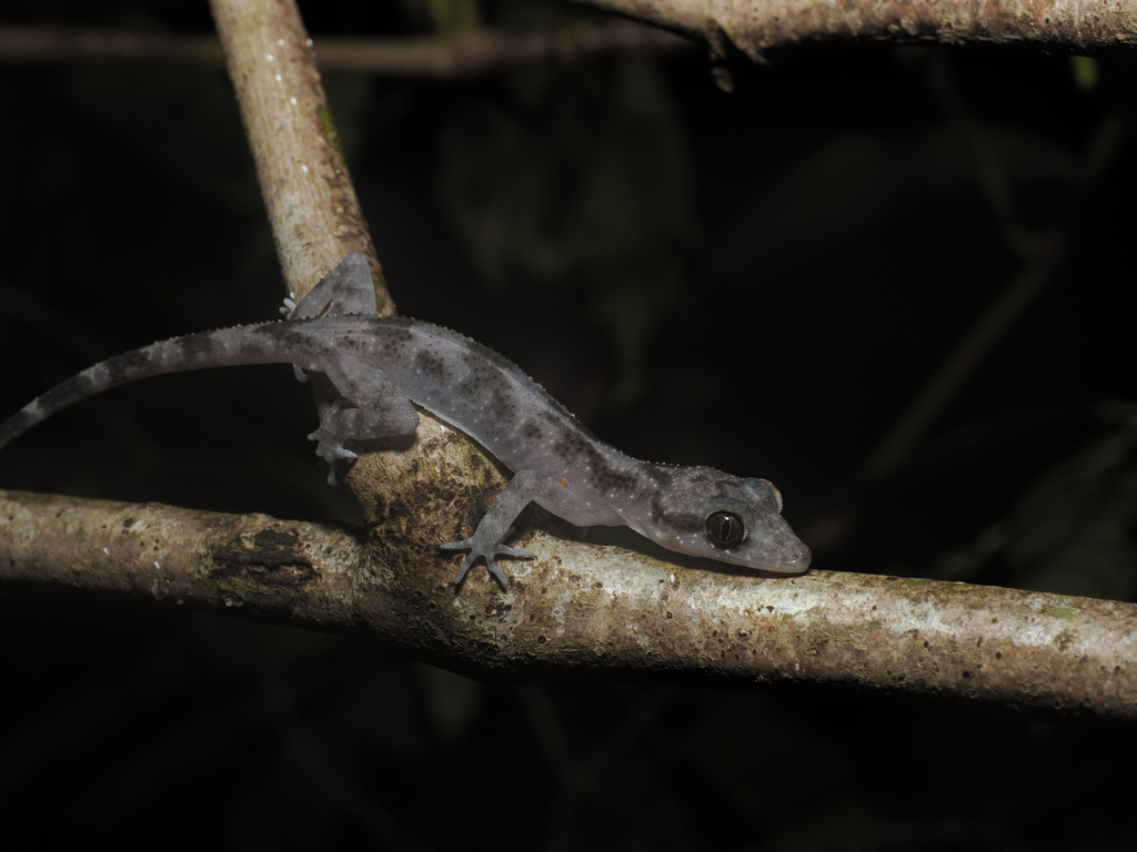 Kabaena Bow-fingeredGecko (Cyrtodactylus jellesmae)