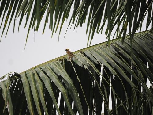 Streaked Weaver (Ploceus manyar), photo 3