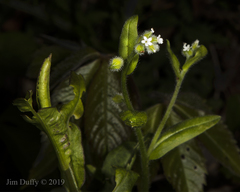 Myosotis macrosperma