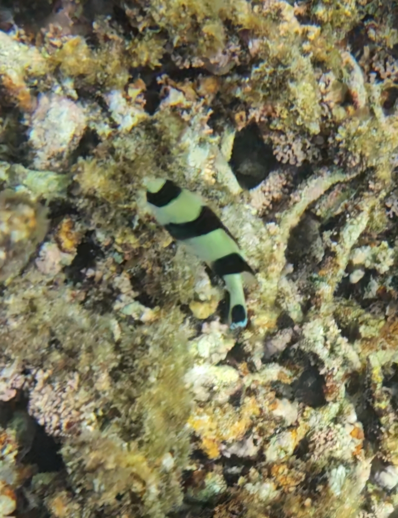 Blacktail Damselfish