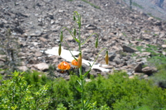 Lilium pardalinum shastense