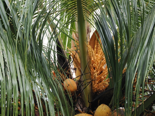 Anthreptes malacensis