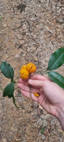 Dysoxylum oppositifolium observed 2025-01-19